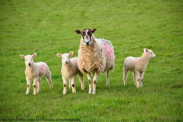 Sheep with three Lambs Picture Board by Bryan 4Pics