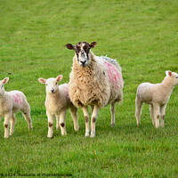 Buy canvas prints of Sheep with three Lambs by Bryan 4Pics