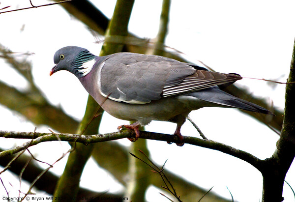 Wood Pigeon Picture Board by Bryan 4Pics