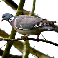 Buy canvas prints of Wood Pigeon by Bryan 4Pics