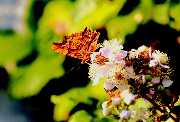Comma Butterfly, Underwing Picture Board by Bryan 4Pics