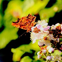 Buy canvas prints of Comma Butterfly, Underwing by Bryan 4Pics