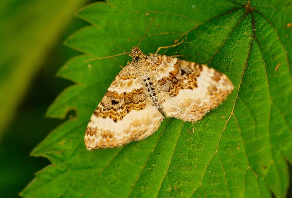 Common Carpet Moth Epirrhoe  Alternata, or White-B Picture Board by Bryan 4Pics