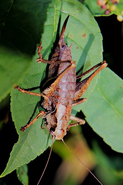 Female Dark Bush Cricket, Pholidoptera griseoapter Picture Board by Bryan 4Pics