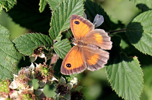 Gatekeeper, Pyronia Tithonus or Hedge Brown Picture Board by Bryan 4Pics