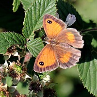 Buy canvas prints of Gatekeeper, Pyronia Tithonus or Hedge Brown by Bryan 4Pics