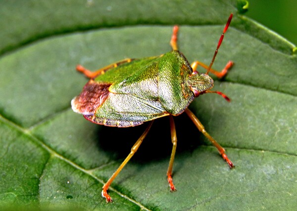Green shield bug, Palomena prasina, Picture Board by Bryan 4Pics