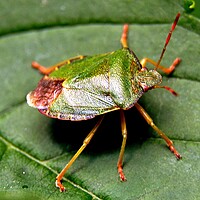 Buy canvas prints of Green shield bug, Palomena prasina, by Bryan 4Pics