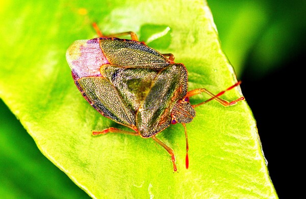 Green Shield Bug Picture Board by Bryan 4Pics