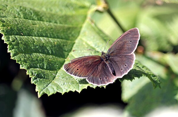 Ringlet Butterfly, Picture Board by Bryan 4Pics