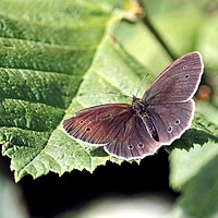 Buy canvas prints of Ringlet Butterfly, by Bryan 4Pics