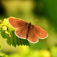 Buy canvas prints of Ringlet Butterfly by Bryan 4Pics
