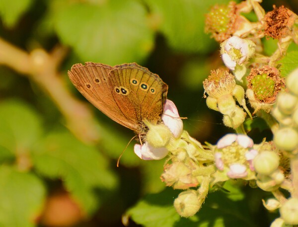 Ringlet butterfly, Underwing Picture Board by Bryan 4Pics