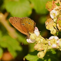 Buy canvas prints of Ringlet butterfly, Underwing by Bryan 4Pics
