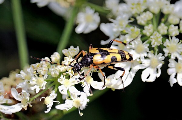 Spotted Longhorn Beetle Picture Board by Bryan 4Pics