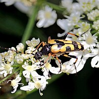 Buy canvas prints of Spotted Longhorn Beetle by Bryan 4Pics