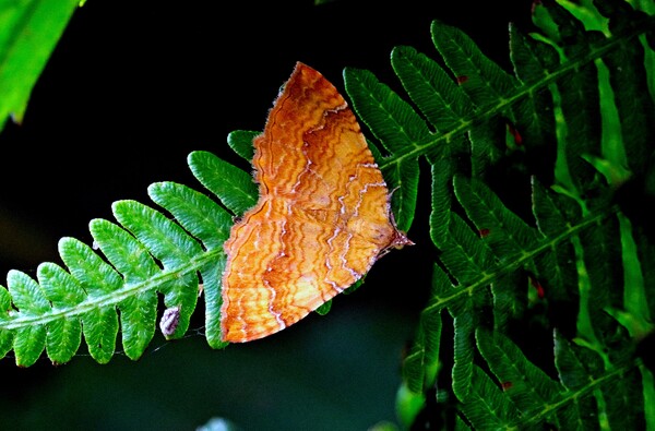 Yellow Shell Moth Picture Board by Bryan 4Pics