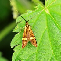 Buy canvas prints of Yellow-Barred Longhorn Moth by Bryan 4Pics