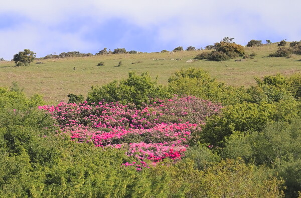 Rhododendrons on Western Beacon Picture Board by Bryan 4Pics