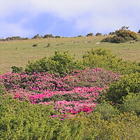 Buy canvas prints of Rhododendrons on Western Beacon by Bryan 4Pics