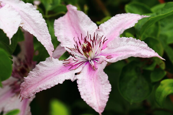 Pink Clematis Picture Board by Bryan 4Pics