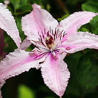 Buy canvas prints of Pink Clematis by Bryan 4Pics