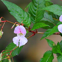 Buy canvas prints of Balsam Impatiens by Bryan 4Pics