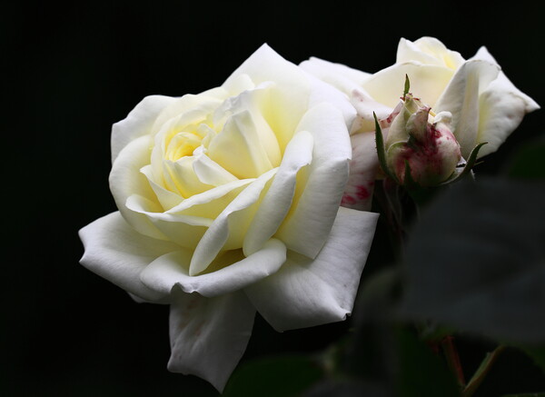 White Rose Picture Board by Bryan 4Pics