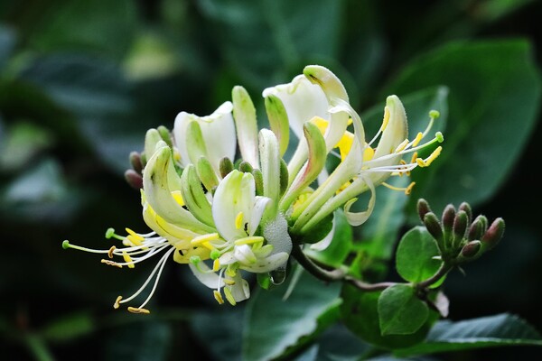Honeysuckle Picture Board by Bryan 4Pics