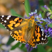Buy canvas prints of Painted Lady Butterfly by Bryan 4Pics