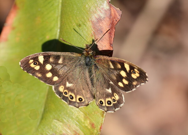 Speckled Wood Picture Board by Bryan 4Pics