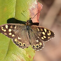 Buy canvas prints of Speckled Wood by Bryan 4Pics