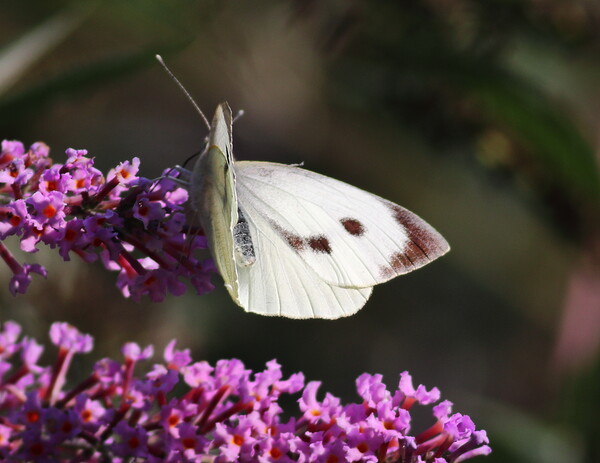 Large White Butterfly 1 Picture Board by Bryan 4Pics