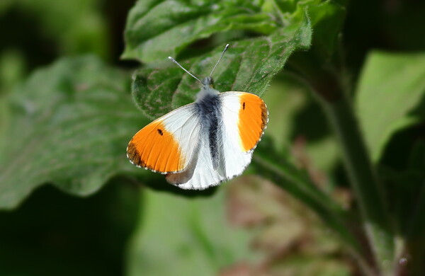 Orange Tip butterfly, male, Picture Board by Bryan 4Pics