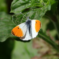 Buy canvas prints of Orange Tip butterfly, male, by Bryan 4Pics