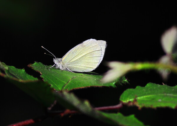 Small White butterfly Picture Board by Bryan 4Pics
