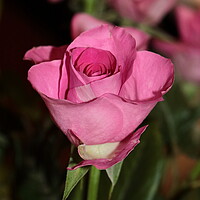 Buy canvas prints of Single stem pink rose by Bryan 4Pics
