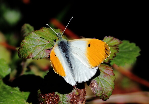 Orange Tip butterfly Picture Board by Bryan 4Pics