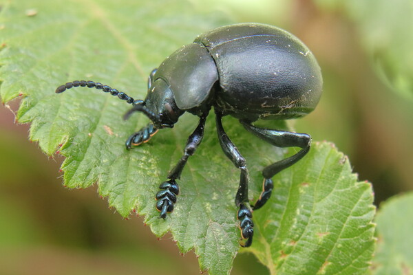 Bloody-nosed beetle Picture Board by Bryan 4Pics