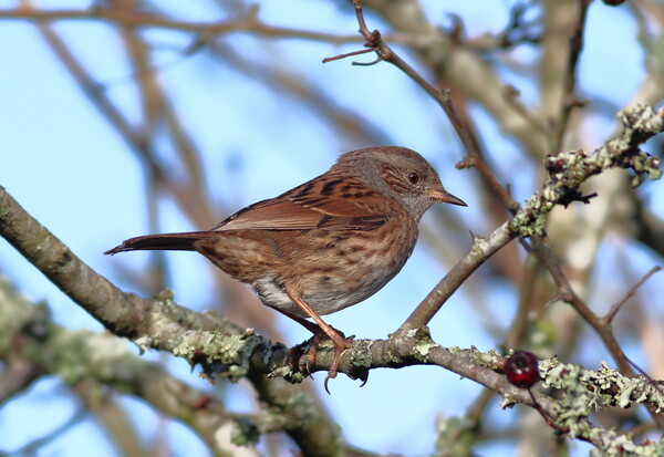 A Dunnock, perched on a tree branch Picture Board by Bryan 4Pics