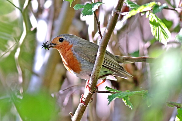 Robin, Erithacus rubecula Picture Board by Bryan 4Pics