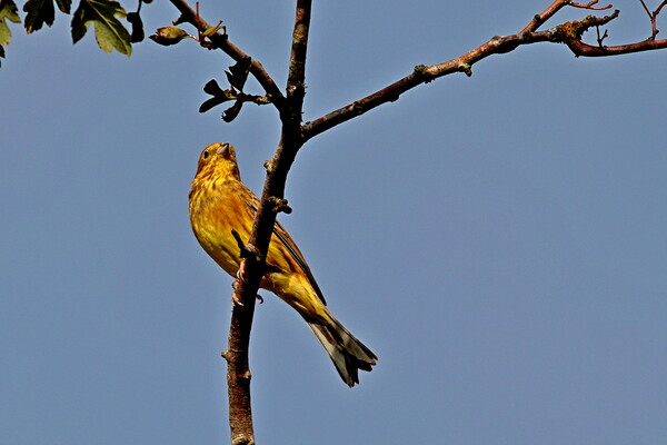 The Yellowhammer, emberiza citrinella Picture Board by Bryan 4Pics