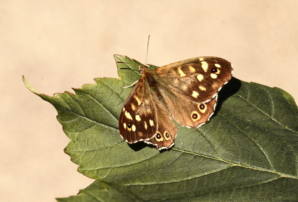 Speckled Wood Butterfly in Ivybridge Picture Board by Bryan 4Pics