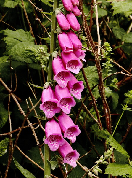 Pink Foxglove Trumpets in Devon Picture Board by Bryan 4Pics