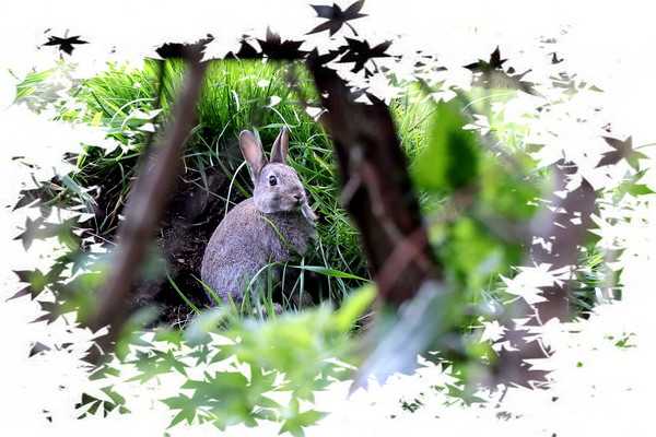 Rabbit - Bunny Rabbit Picture Board by Bryan 4Pics