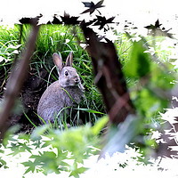 Buy canvas prints of Rabbit - Bunny Rabbit by Bryan 4Pics