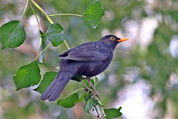 Blackbird, Male Picture Board by Bryan 4Pics