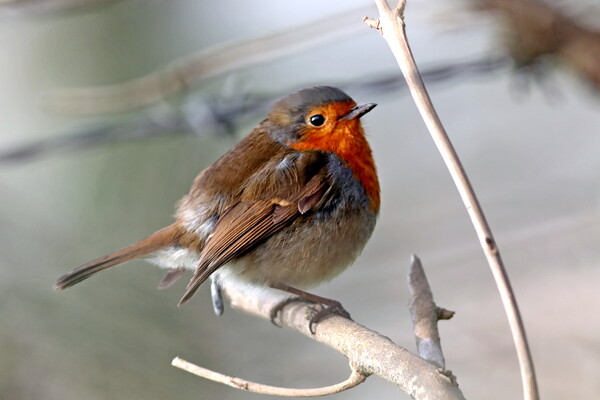 Robin or robin redbreast, Erithacus rubecula Picture Board by Bryan 4Pics
