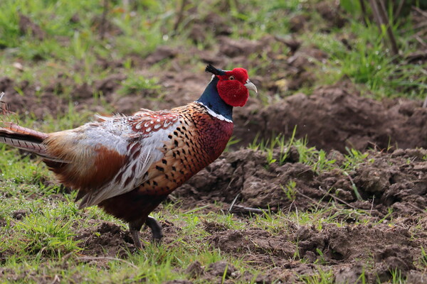 Pheasant Picture Board by Bryan 4Pics