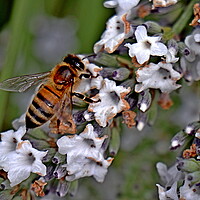Buy canvas prints of Honey Bee  by Bryan 4Pics